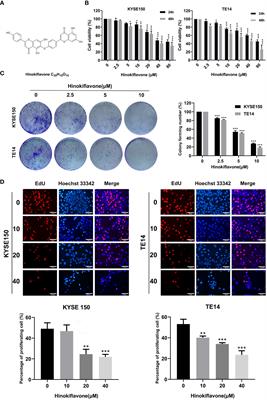 Hinokiflavone Inhibits Growth of Esophageal Squamous Cancer By Inducing Apoptosis via Regulation of the PI3K/AKT/mTOR Signaling Pathway